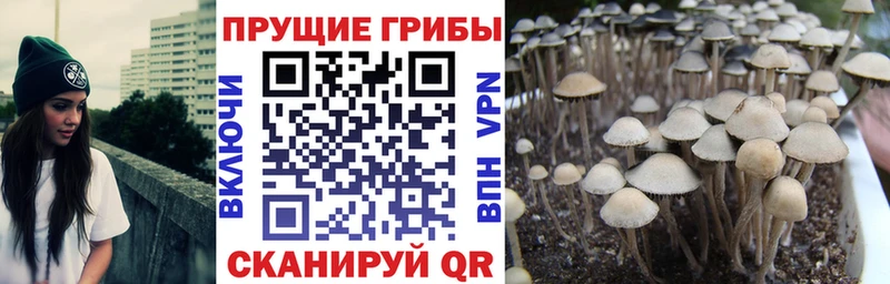 наркотики  Черкесск  мориарти официальный сайт  Псилоцибиновые грибы прущие грибы 