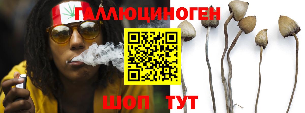 Галлюциногенные грибы Psilocybe Черкесск